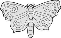 Moth with a Fancy Design Main Image