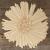 Aster Flower Head