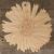 Image TH Aster Flower Head