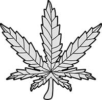 Cannabis Leaf Accurate Single Main Image