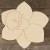 Main Image Daffodil Head Single