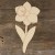 Main Image Daffodil Flower and Stem