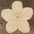 Forget Me Not Flower Head
