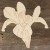 Main Image Iris Flower Head