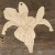 Image TH Iris Flower Head