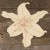 Main Image Lily Flower Head Acurate