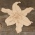 Image TH Lily Flower Head Acurate