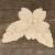Main Image Primrose Flower Head and Leaves Accurate