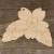 Image TH Primrose Flower Head and Leaves Accurate