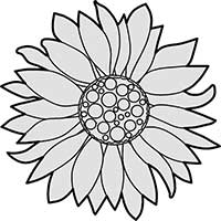 Sunflower Head Main Image