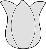 Tulip Flower Head Main Image