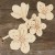 Main Image Cherry Flowers on a Branch