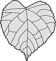 Lime Leaf Tilia Europaea Main Image
