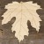 Maple Sycamore Leaf Acer Pseudoplatanus