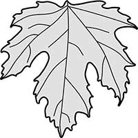 Maple Sycamore Leaf Acer Pseudoplatanus Main Image