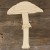 Mushroom Galerina Marginata Side on