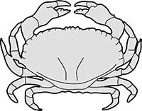 Crab Cancridae Top View Main Image