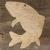 Image TH Trout Swimming A