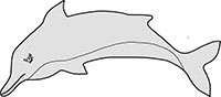 Swimming Dolphin Main Image