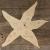 Image CH Simple Comic Starfish Style A