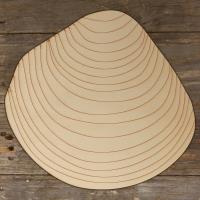 Sea Shell Elegant Dosinia Acurate Main Image