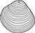 Plain Top Hole Image Sea Shell Elegant Dosinia Acurate