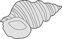 Sea Shell Nutmeg Acurate Main Image