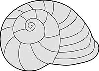 Sea Snail Shell Acurate Main Image