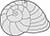 Plain Top Hole Image Sea Snail Shell Acurate